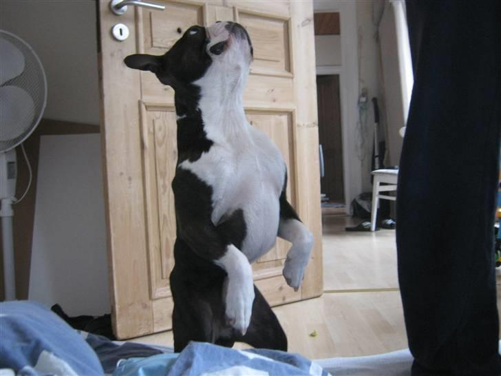 Boston terrier Cozak billede 5