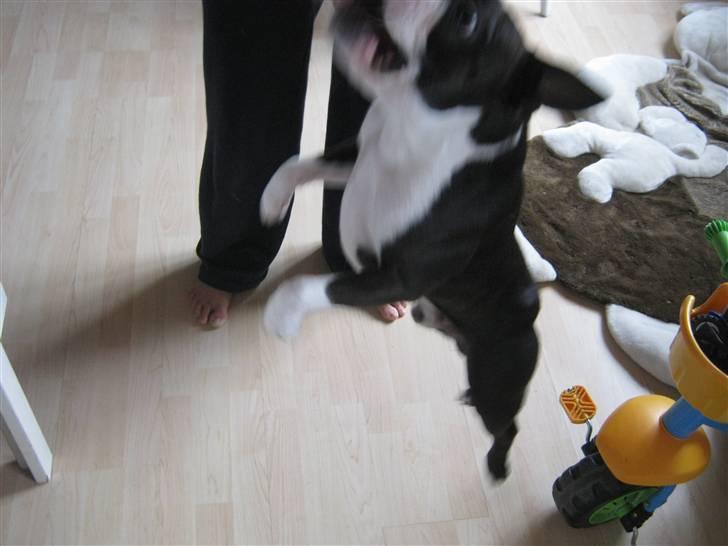 Boston terrier Cozak billede 6