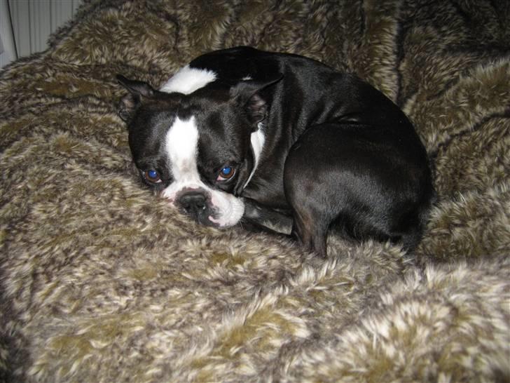 Boston terrier Cozak billede 7