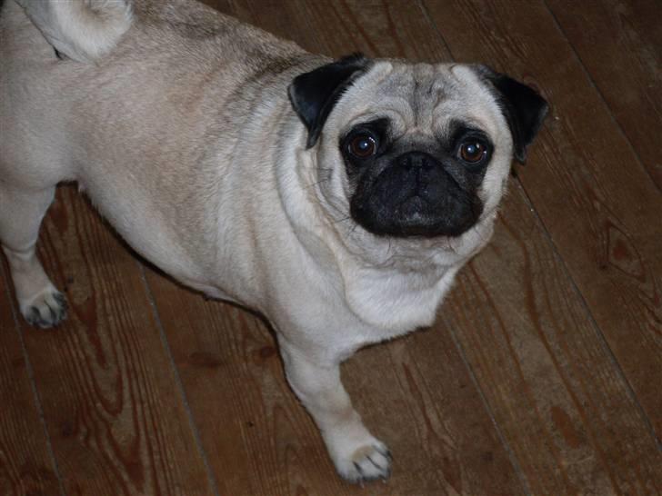 Mops Tinke billede 1