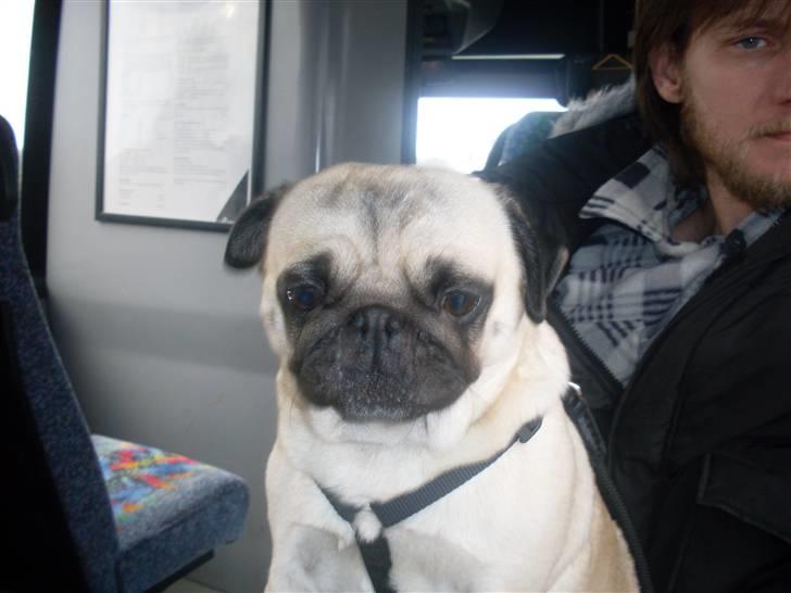 Mops Tinke - Ja tag et billede  billede 2