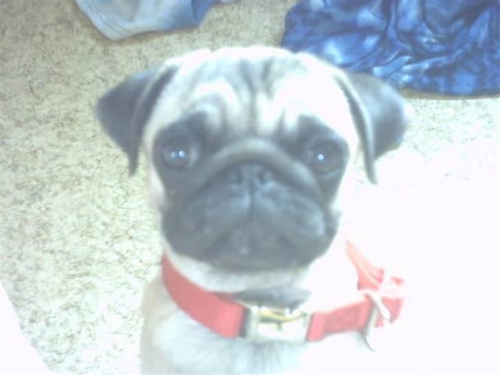 Mops Tinke - Her er tinke kun 5 mdr gamle billede 3