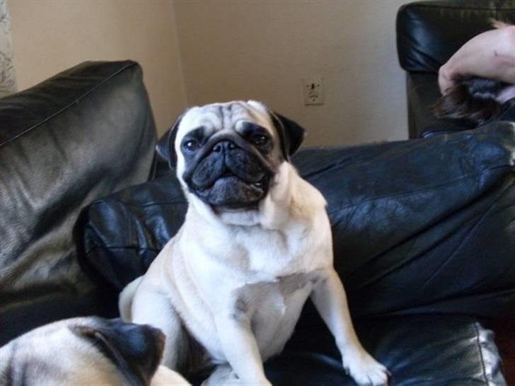 Mops Tinke - hygger lige i sofaen billede 4