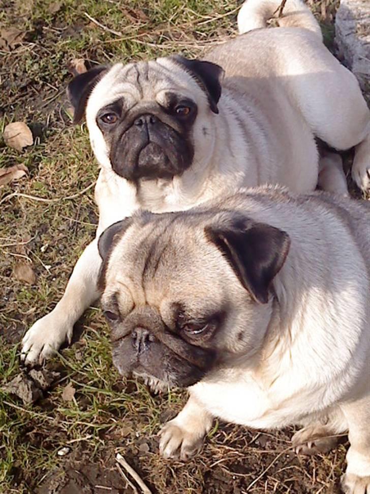 Mops Tinke - Hygger med min mor sonne i haven billede 5