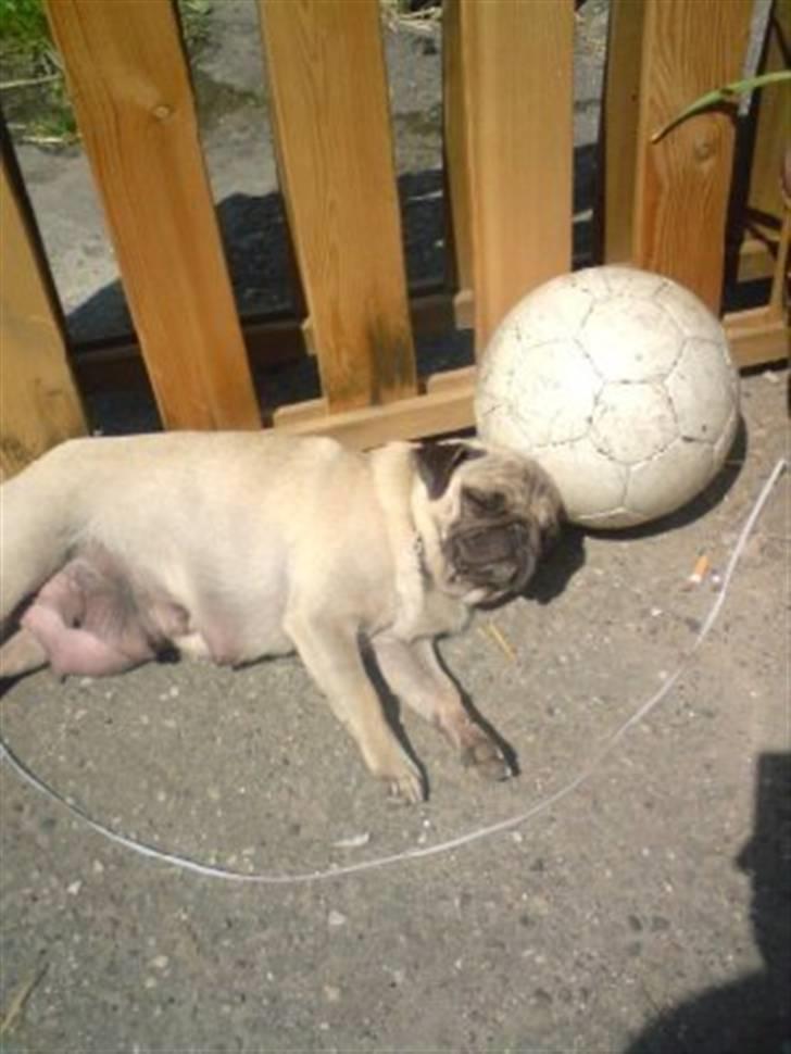 Mops Sonne - Elsker sin bold billede 1