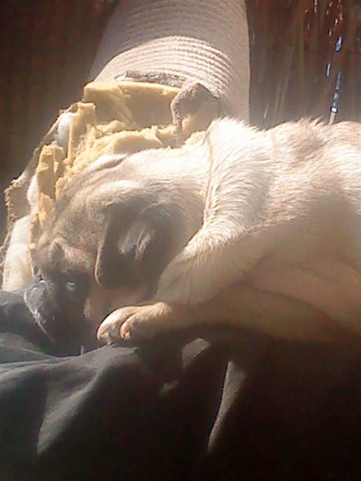 Mops Sonne - putter sover lige lidt billede 2