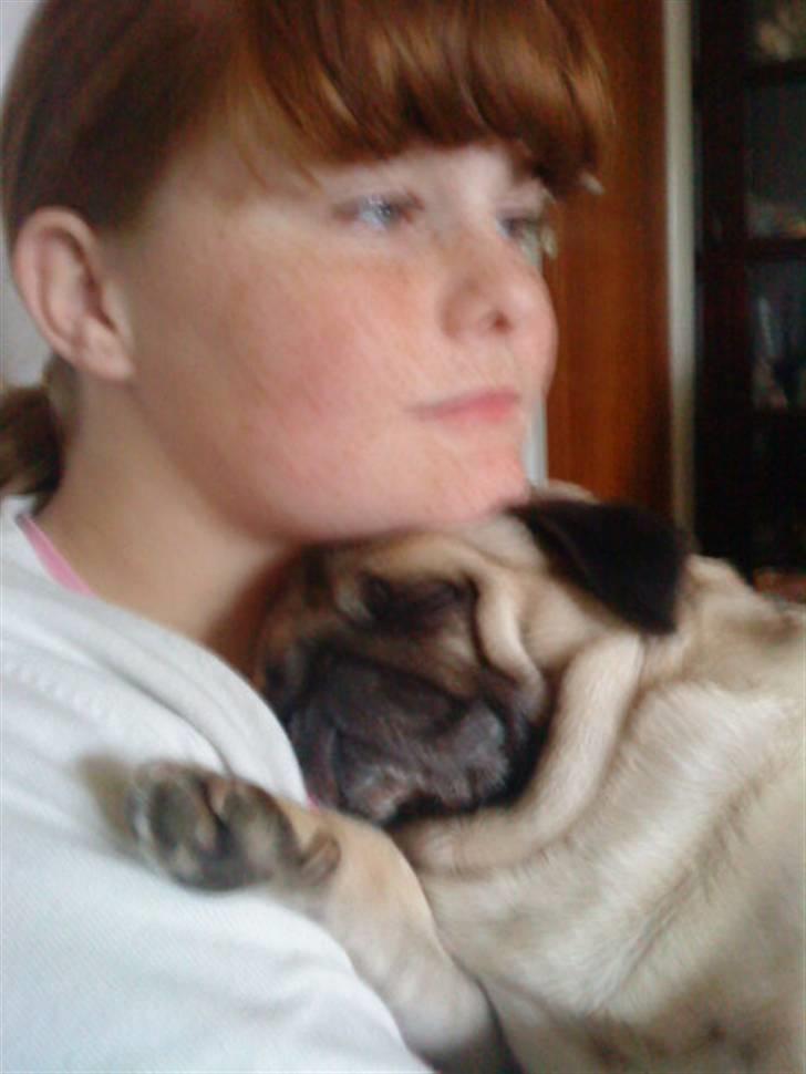 Mops Sonne - Elsker når sila gider at nusse med mig billede 3