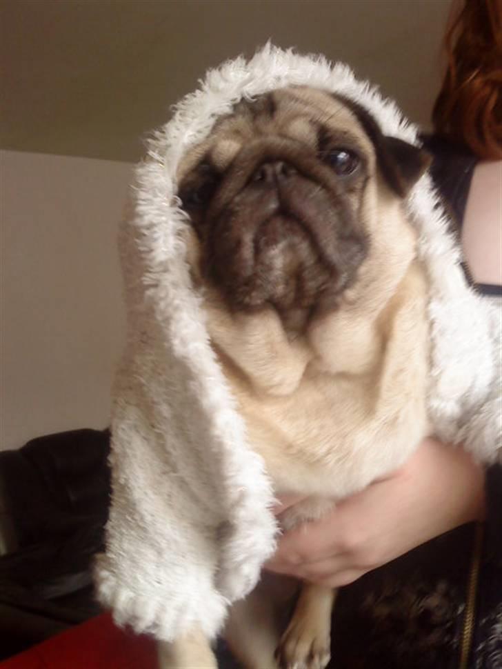 Mops Sonne - Er jeg ikke bare dejlig billede 4