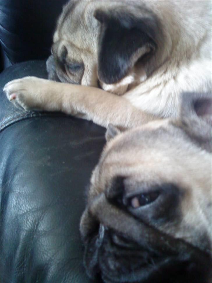 Mops Sonne - Tag lige en morfar sammen med tinke billede 5