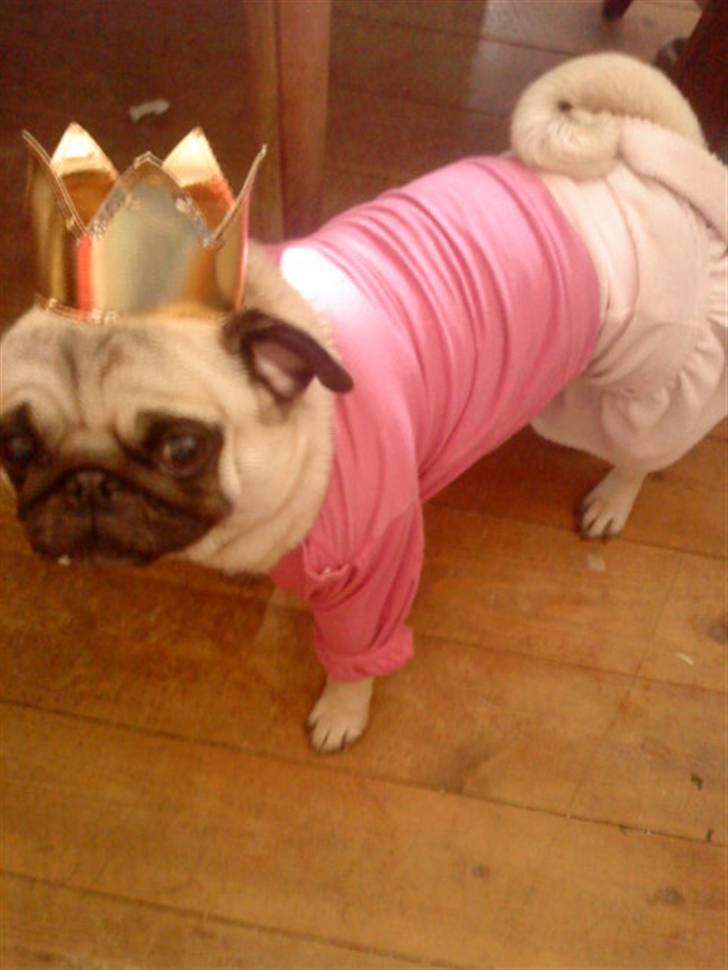 Mops Tinke - Mors smukke hund billede 6