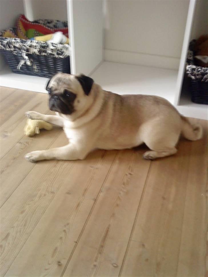 Mops Tinke - Elsker min kylling, har den altid ved mig billede 7