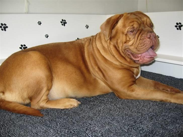 Dogue de bordeaux Ziljah - Ziljah drægtig og i hendes fine fødekasse :) billede 9