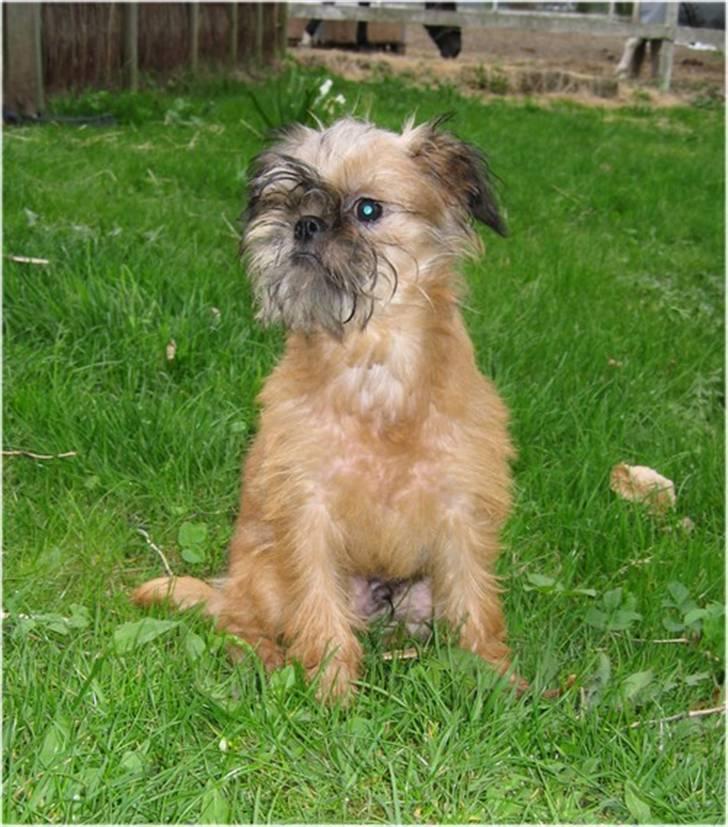 Griffon bruxellois Emil billede 1