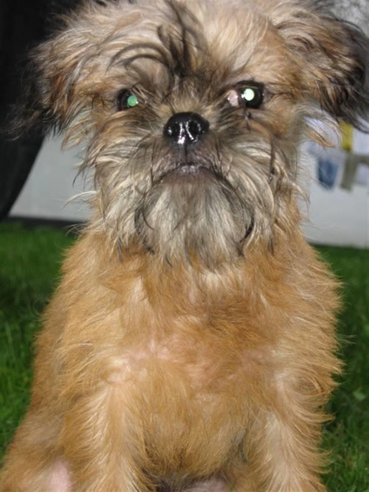 Griffon bruxellois Emil billede 2