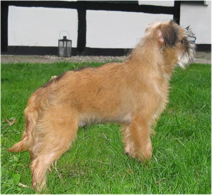 Griffon bruxellois Emil billede 3