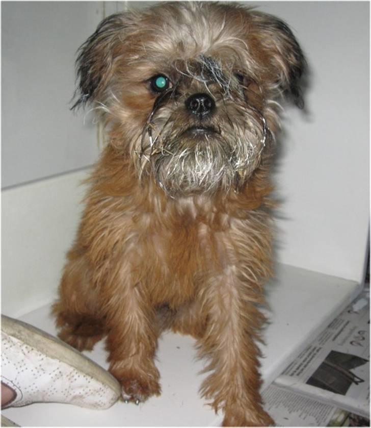 Griffon bruxellois Emil - Emil hjælper med at male ;) billede 4