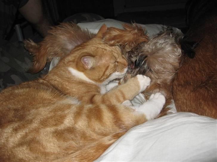 Griffon bruxellois Emil billede 5