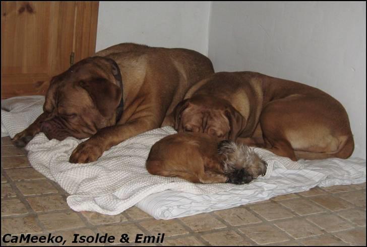 Griffon bruxellois Emil billede 6