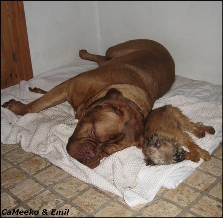 Griffon bruxellois Emil billede 7