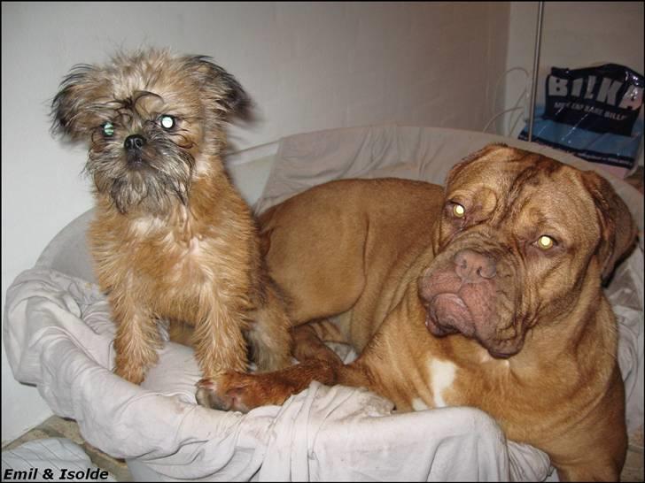 Griffon bruxellois Emil billede 8