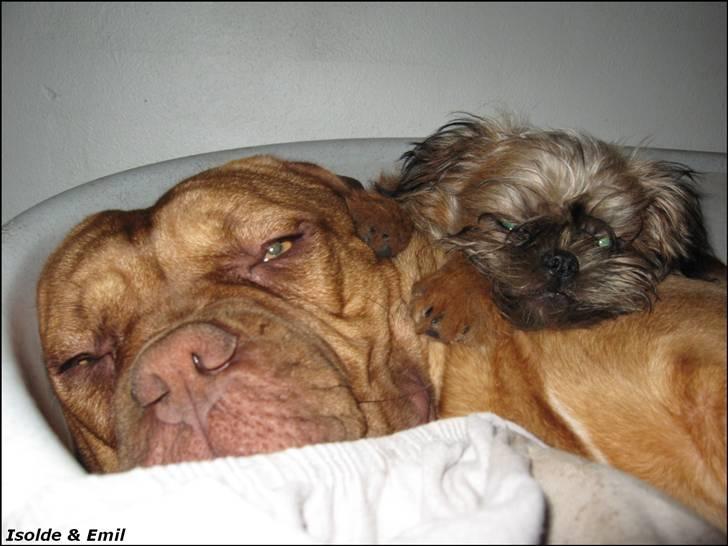 Griffon bruxellois Emil billede 9
