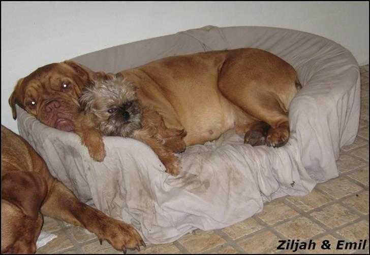 Griffon bruxellois Emil billede 10