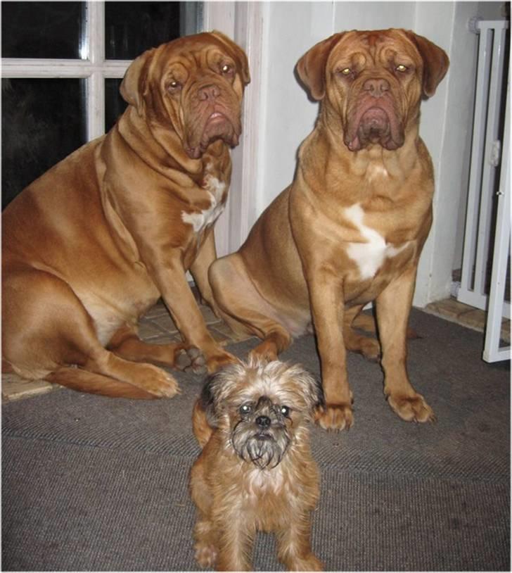 Griffon bruxellois Emil billede 12