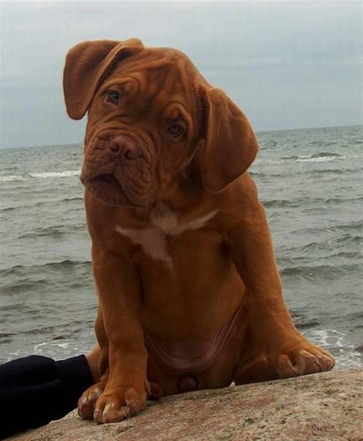 Dogue de bordeaux Ziljah billede 20