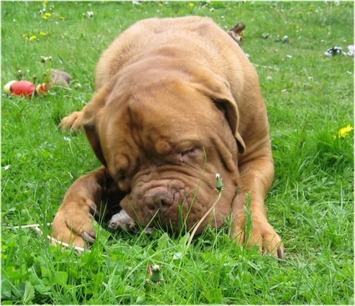 Dogue de bordeaux Asterix - R.I.P. :(  billede 17