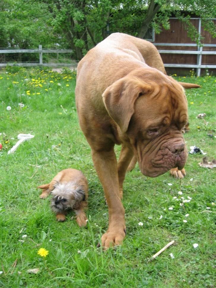 Dogue de bordeaux Asterix - R.I.P. :(  billede 18