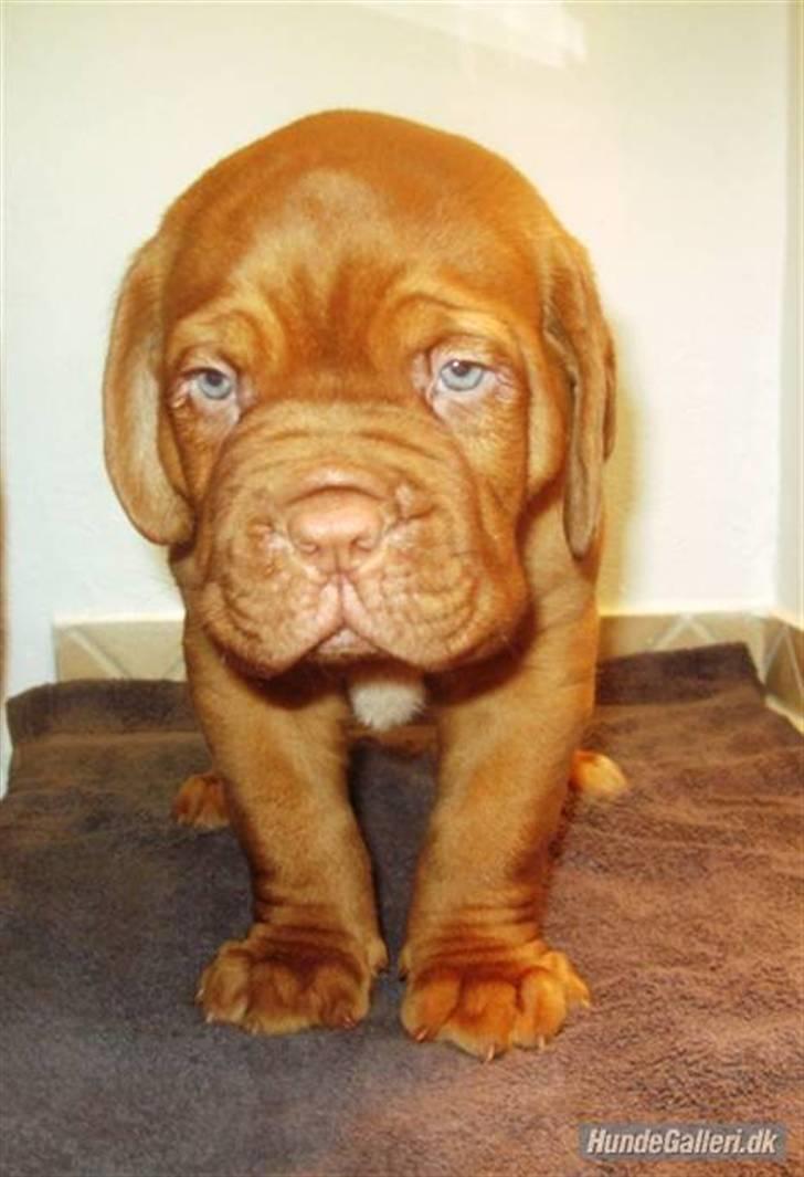 Dogue de bordeaux Asterix - R.I.P. :(  billede 19