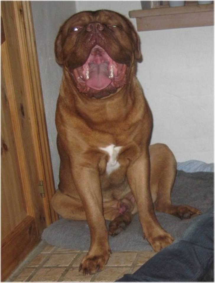 Dogue de bordeaux CaMeeko a Touch of Ti Amo - CaMeeko synes det er hylende morsomt ;) billede 4