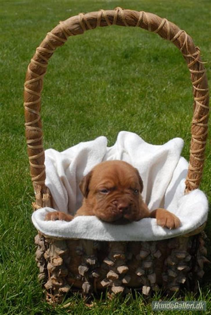 Dogue de bordeaux CaMeeko a Touch of Ti Amo billede 12