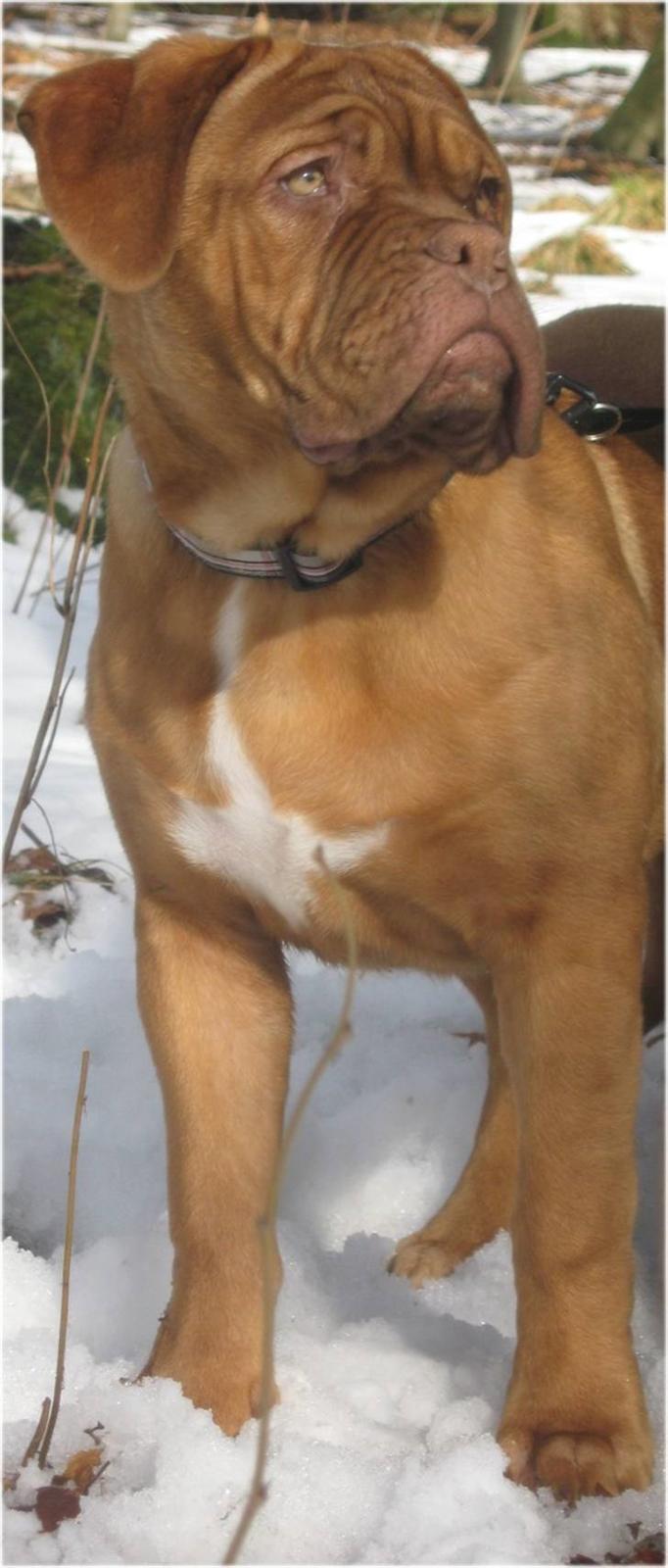 Dogue de bordeaux Isolde Van't Bulscampvelt - Isolde 4 mdr. billede 8