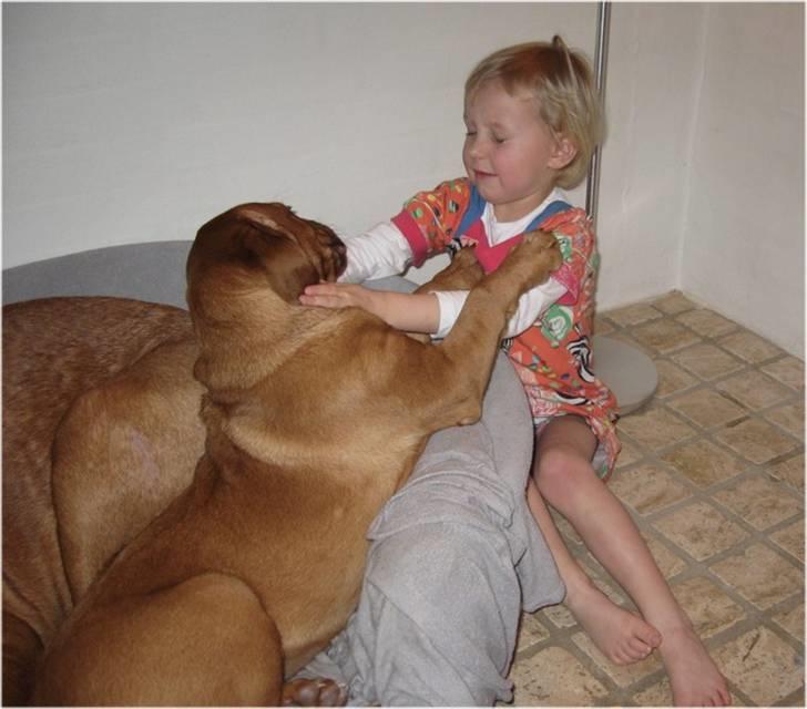 Dogue de bordeaux Isolde Van't Bulscampvelt - Isolde og Karoline billede 9