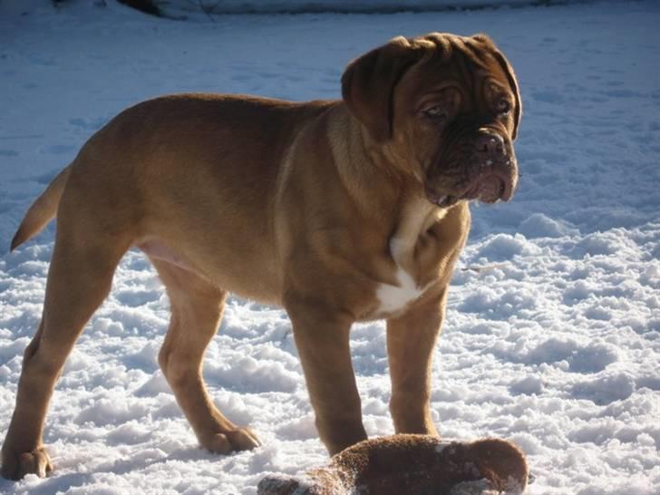 Dogue de bordeaux Isolde Van't Bulscampvelt - Isolde 3 mdr. billede 14