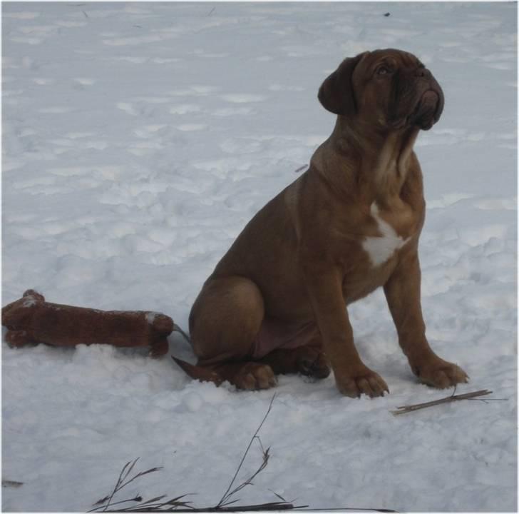 Dogue de bordeaux Isolde Van't Bulscampvelt - Isolde 3 mdr. billede 15