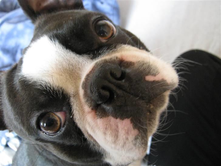 Boston terrier Cozak billede 8