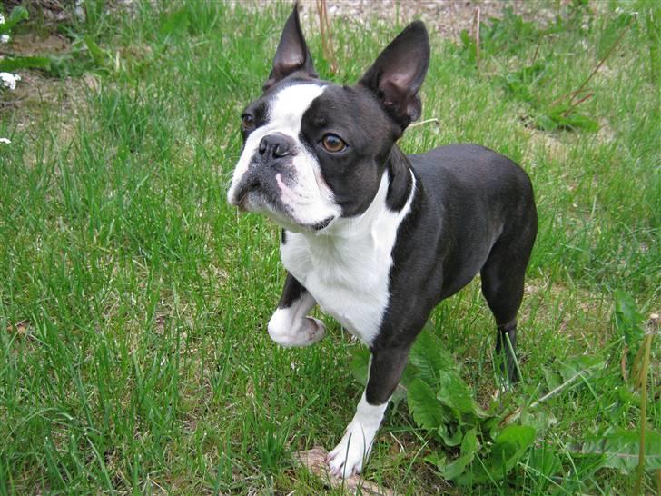 Boston terrier Cozak billede 9