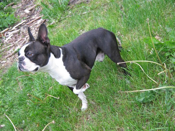 Boston terrier Cozak billede 10
