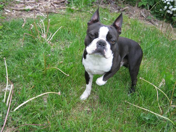 Boston terrier Cozak billede 11
