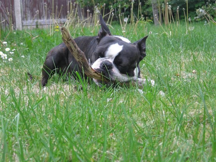 Boston terrier Cozak billede 12