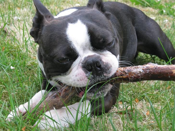 Boston terrier Cozak billede 13