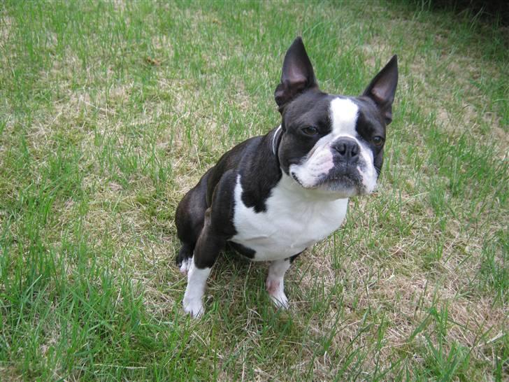 Boston terrier Cozak billede 14