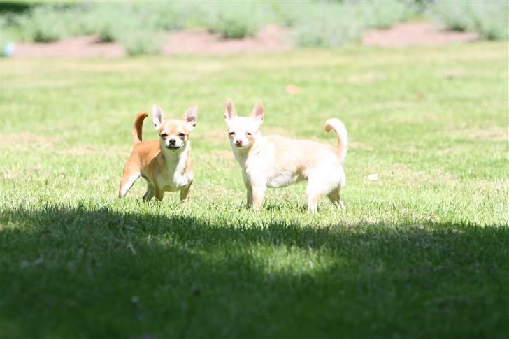 Chihuahua Alma - "Hvad er der, mor??" billede 19
