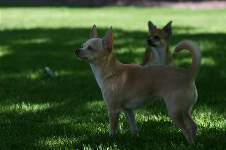 Chihuahua Alma billede 20