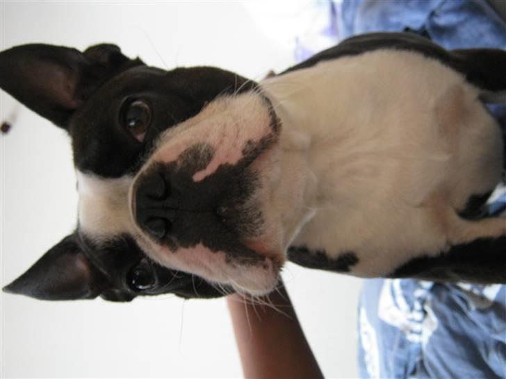 Boston terrier Cozak billede 15