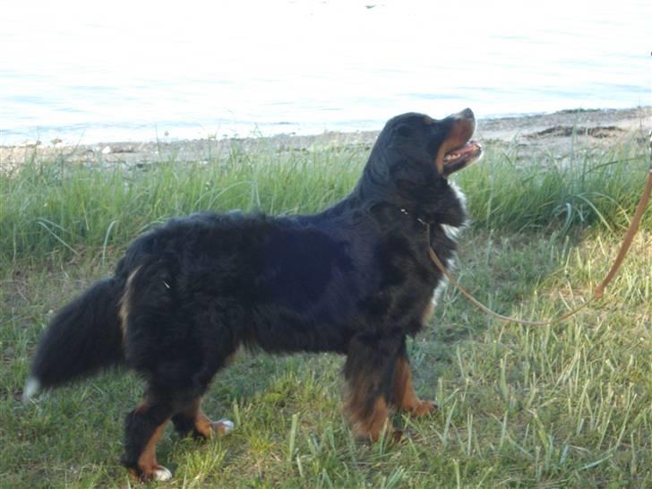 Berner sennenhund Bel`Royal`s Cocio billede 18
