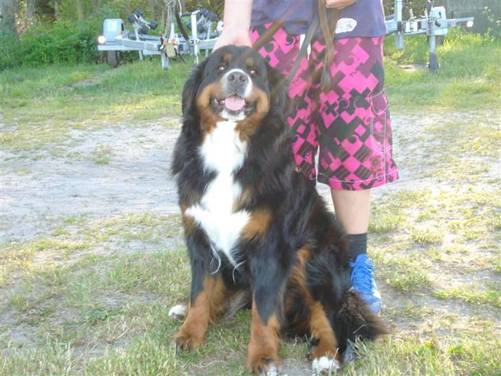 Berner sennenhund Bel`Royal`s Cocio billede 19