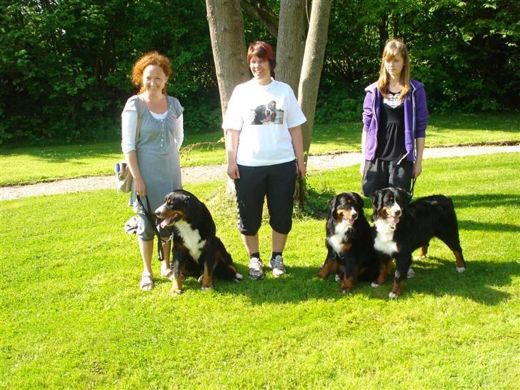 Berner sennenhund Bel`Royal`s Cocio - så er der samlet 3 generationer af sammen forældre billede 20